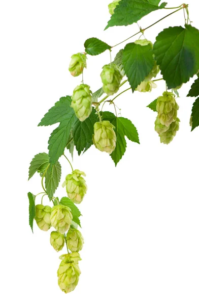 Frischer grüner Hopfenzweig, isoliert auf weißem Hintergrund. Hopfendolden zur Herstellung von Bier und Brot. — Stockfoto