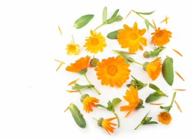 Calendula. Marigold çiçeği beyaz arkaplanda izole edilmiş ve metin için kopyalama alanı var. Üst görünüm