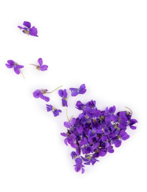 Beyaz arka planda yeşil yaprak ve ahşap keman çiçekleri izole edilmiş. İlaç ve bahçe bitkisi