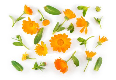 Calendula. Marigold çiçeği beyaz arkaplanda izole edilmiş ve metin için kopyalama alanı var. Üst görünüm