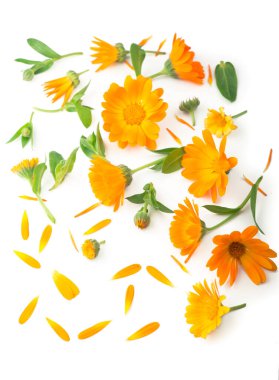 Calendula. Marigold çiçeği beyaz arkaplanda izole edilmiş ve metin için kopyalama alanı var. Üst görünüm
