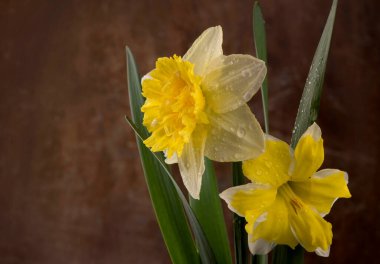 Siyah üzerine sarı nergisler, portre yönelimi