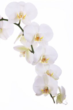 Beyaz arka planda tropikal orkide çiçekleri olan bir dal.