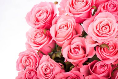 Beyaz arkaplanda izole edilmiş pembe güller