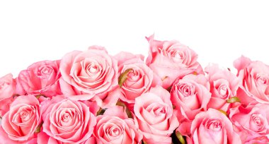 Beyaz arkaplanda izole edilmiş pembe güller