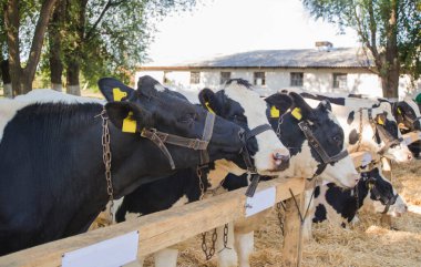 Çiftlikteki inekler. Çiftlikteki süt inekleri