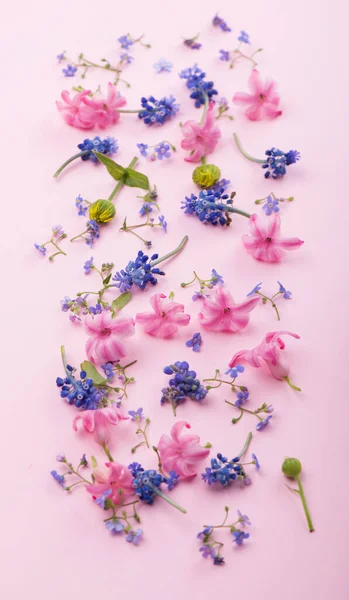 Flores Plantas Aisladas Sobre Fondo Rosa — Foto de Stock