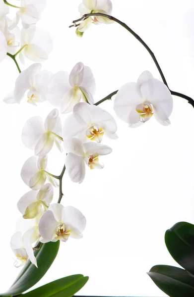 Zweig Mit Schönen Tropischen Orchideenblüten Auf Weißem Hintergrund — Stockfoto