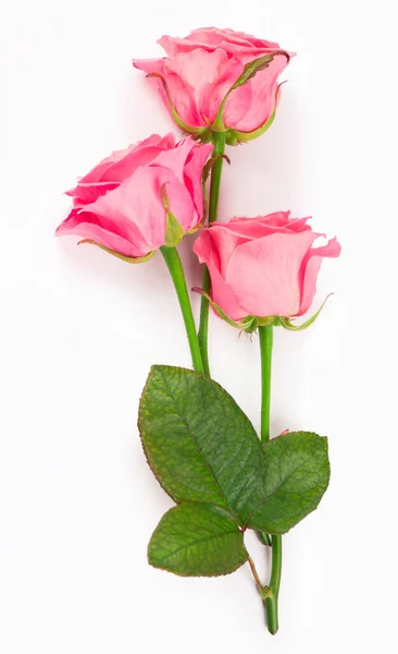 Rosas Rosa Isoladas Sobre Fundo Branco — Fotografia de Stock