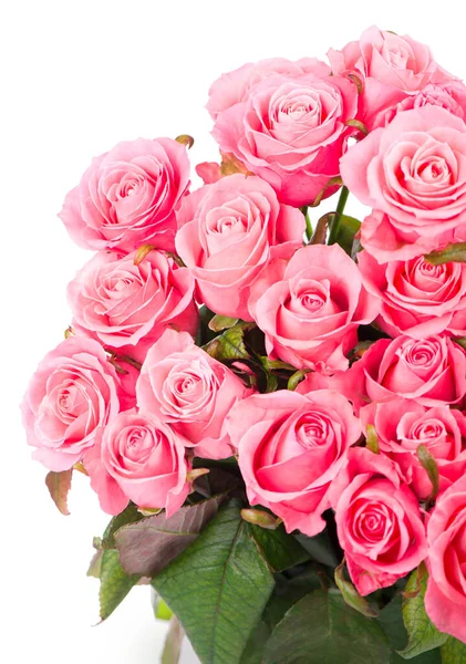 Rosas Rosa Isoladas Sobre Fundo Branco — Fotografia de Stock