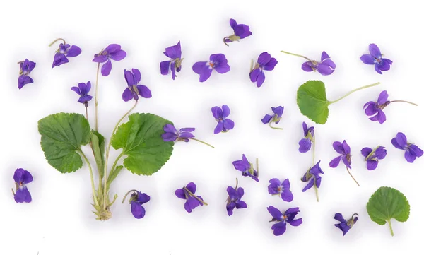 Hoja Verde Flores Madera Violeta Viola Odorata Aislada Sobre Fondo — Foto de Stock