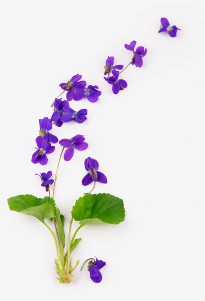 Gröna Blad Och Blommor Trä Violett Viola Odorata Isolerad Vit — Stockfoto