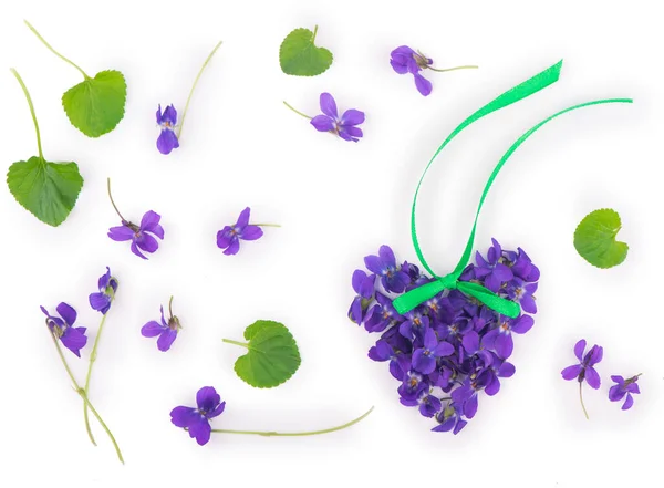 Zelený List Květy Dřevěné Fialové Viola Odorata Izolované Bílém Pozadí — Stock fotografie