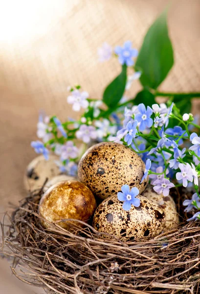 Quail Eggs Nest Forget — Stock Photo, Image
