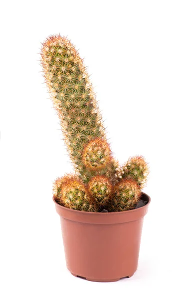 Mały Kaktus Garnku Białym Tle — Zdjęcie stockowe