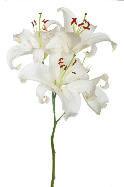 White Lily White Background Buds — Stock Photo, Image