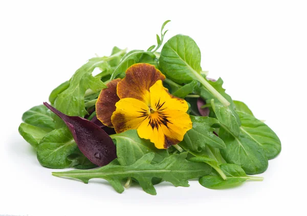 Mix Salad Arugula Spinach Salad Red White Background — Stock Photo, Image
