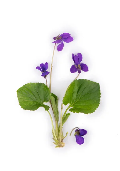 Gröna Blad Och Blommor Trä Violett Viola Odorata Isolerad Vit — Stockfoto