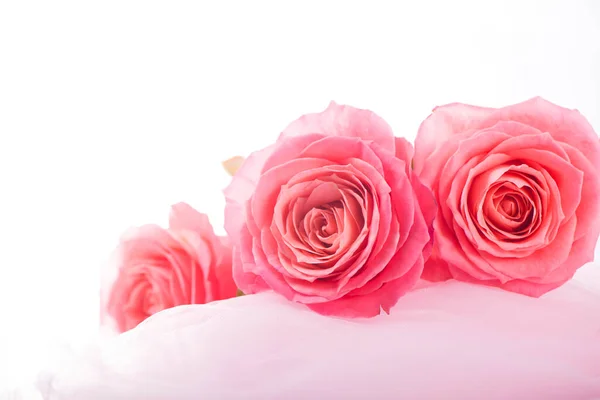 Ροζ Τριαντάφυλλα Μαλακό Μετάξι — Φωτογραφία Αρχείου