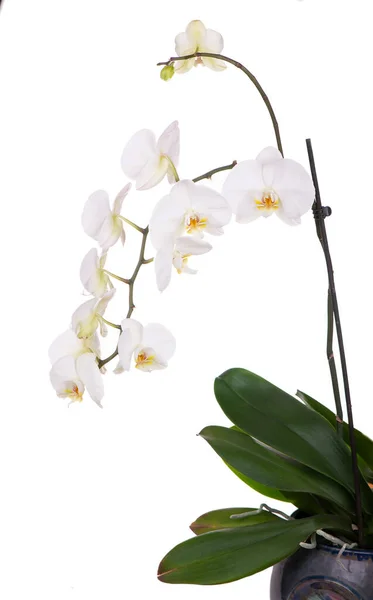 Orchidea Wyizolowana Białym — Zdjęcie stockowe