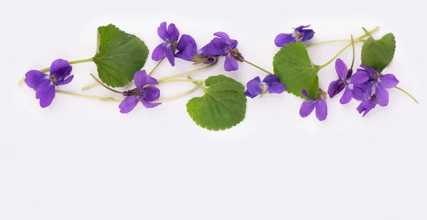 Зеленый Лист Цветы Древесно Фиолетового Фиолетового Фиолетового Аромата Выделены Белом — стоковое фото