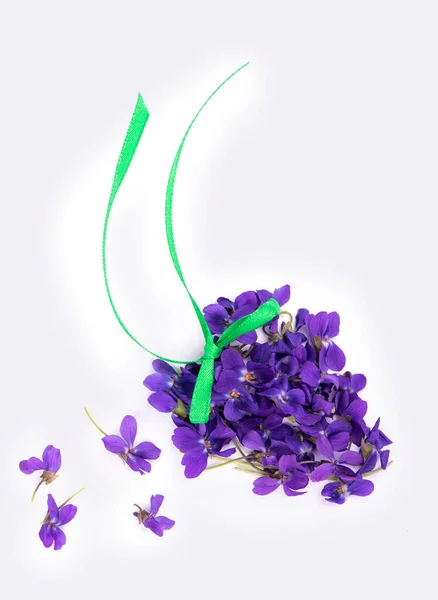 Folha Verde Flores Madeira Violeta Viola Odorata Isolado Sobre Fundo — Fotografia de Stock