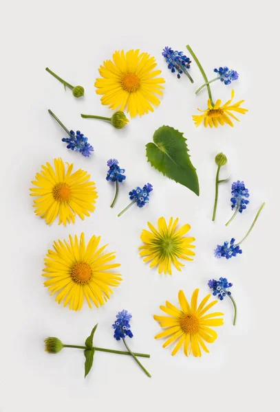 Fehér Alapon Izolált Virágok Növények — Stock Fotó