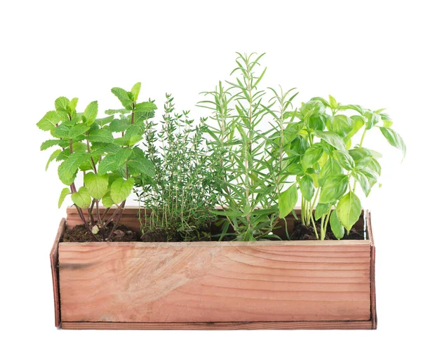 Small Plants Pot Isolated Onwhite Background — Stock Photo, Image