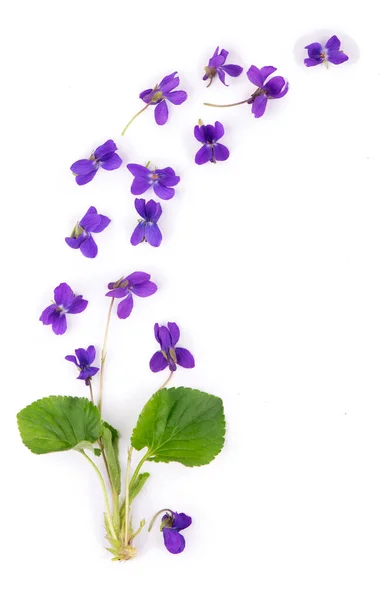 Folha Verde Flores Madeira Violeta Viola Odorata Isolado Sobre Fundo — Fotografia de Stock