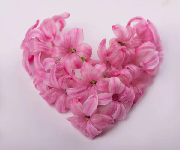 Forma Corazón Flores Rosadas Aisladas Sobre Fondo Blanco — Foto de Stock