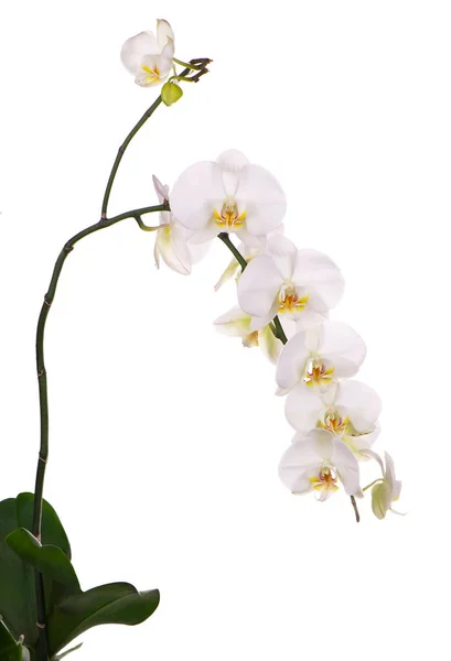 Orchidea Wyizolowana Białym — Zdjęcie stockowe
