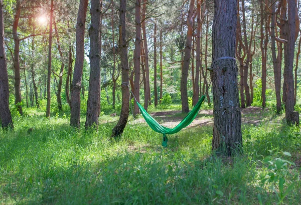 Beautiful Forest Trees Spring Hammock — Stock Photo, Image