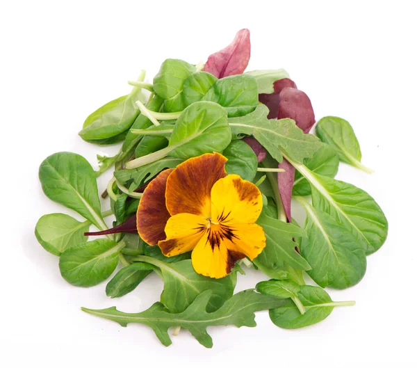 Mix Salad Arugula Spinach Salad Red White Background — Stock Photo, Image