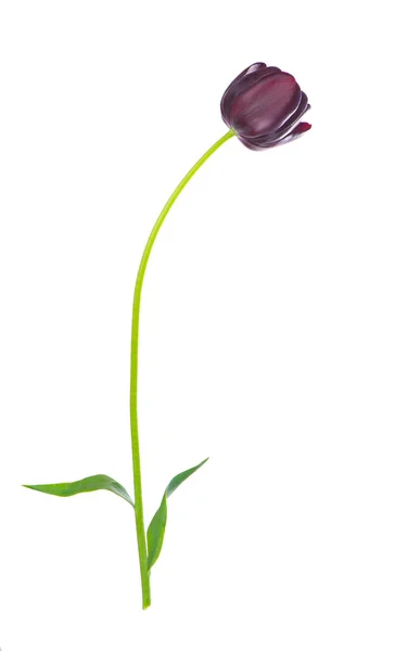 Primer Plano Tulipán Color Púrpura — Foto de Stock