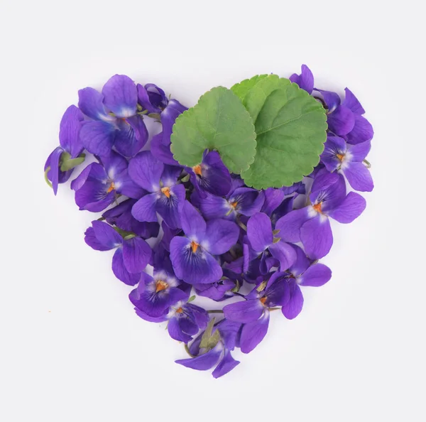 Folha Verde Flores Madeira Violeta Viola Odorata Isolado Sobre Fundo — Fotografia de Stock