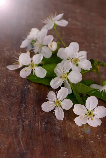 Fondo Primavera Con Flores Cerezo — Foto de Stock