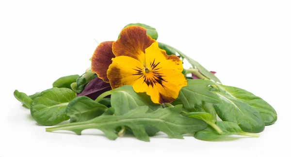 Mescolare Insalata Con Spinaci Rucola Insalata Rossa Sfondo Bianco — Foto Stock