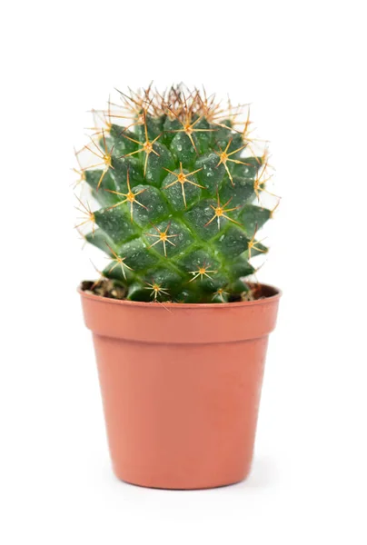 Kleine Cactus Pot Een Witte Achtergrond — Stockfoto