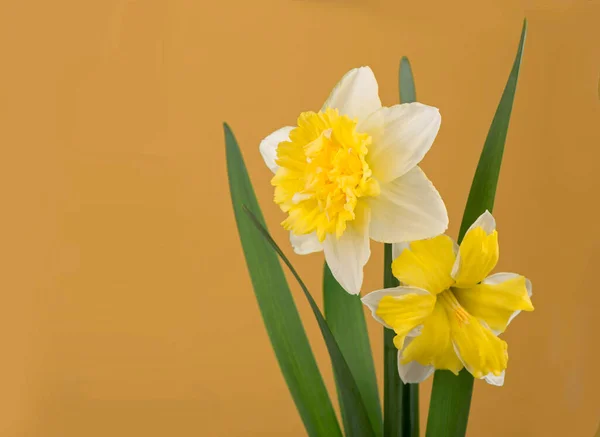 Vackra Gula Påskliljor Gul Bakgrund — Stockfoto