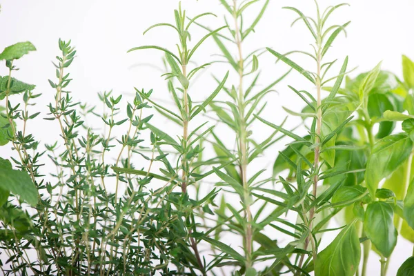 Herbes Fraîches Isolées Sur Blanc — Photo