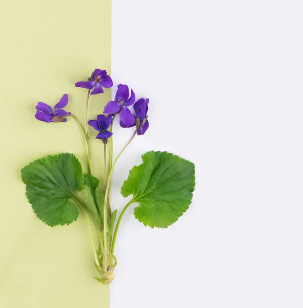 古色古香的浪漫背景绿纸紫罗兰花 — 图库照片