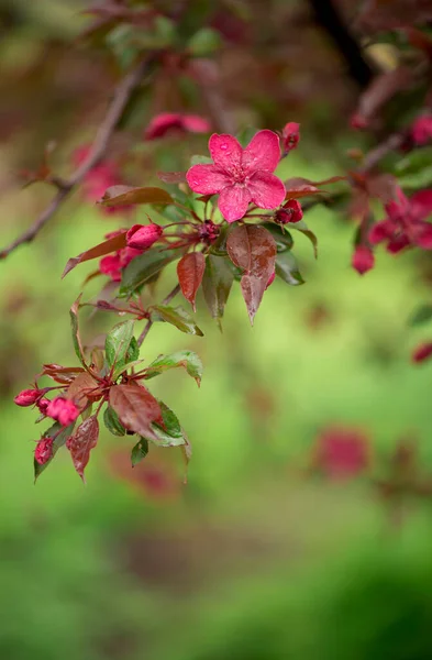 Spring Blossom Branch Blossoming Apple Tree Garden — Stock Photo, Image