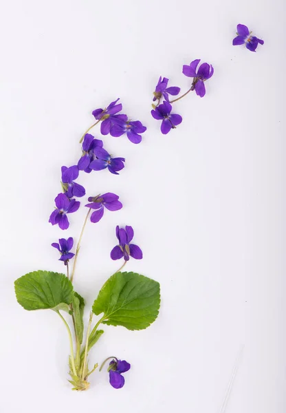 Zöld Levél Virágok Lila Viola Odorata Elszigetelt Fehér Alapon Gyógy — Stock Fotó