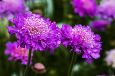 Scabiosa (yastık çiçek) çiçekli bitki yakın çekim mor.