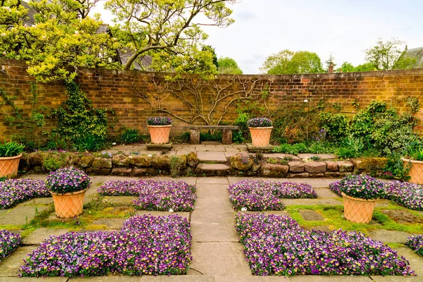 テラコッタ ポット 地面に紫のヴィオラが城壁に囲まれた庭のコーナーを付け — ストック写真