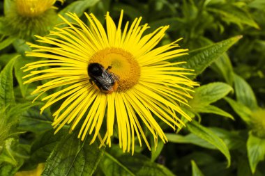 Inula hookeri ayrıca Hooker inula, uzun ince yapraklı sarı bir papatya..