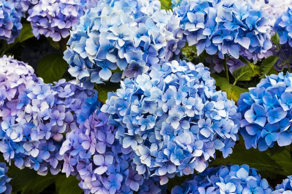 Gros Plan Hortensia Bleue Hydrangea Macrophylla Dans Jardin — Photo