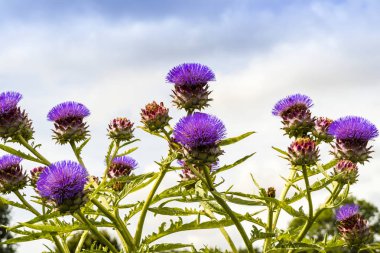 Mor enginar, bir bahçede büyüyen cardoon (Cynara cardunculus).