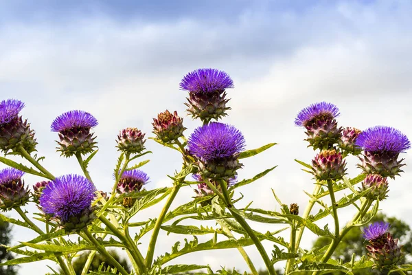 Фіолетові Артишоки Картон Cynara Cardunculus Ростуть Саду Стокове Фото