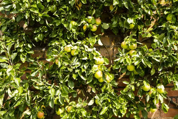 Manzano Espaliered Con Madurez Manzanas Rosadas Verdes Entrenadas Para Crecer — Foto de Stock